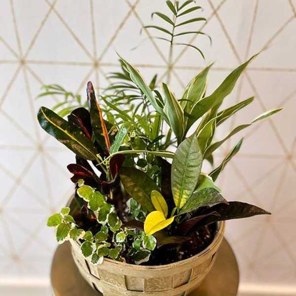 Mixed potted foliage arrangement in a woven basket