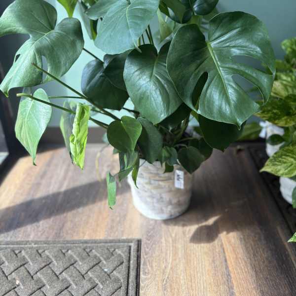 Potted monstera plant with large split green leaves
