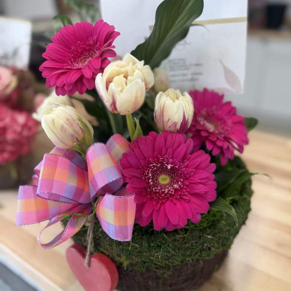 Round mossy pot with hot pink gerbera daisies, cream tulips, plaid bow, and hanging red heart.