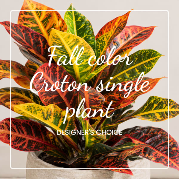 Croton plant in a pot with multicolored leaves and overlaid text