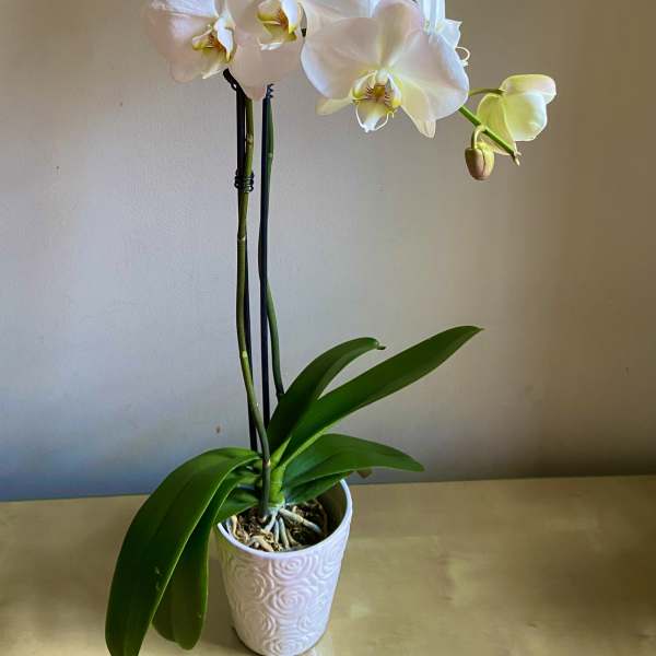 White orchid plant in a decorative pot with broad green leaves