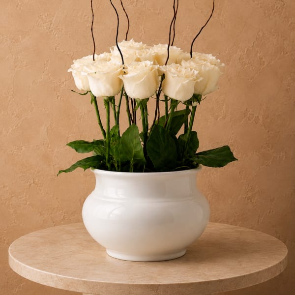 White roses arranged in a white ceramic vase
