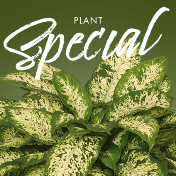 Variegated green houseplant with broad leaves on an olive background