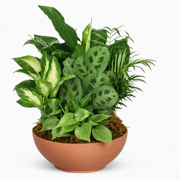 Mixed green houseplants in a shallow terracotta bowl