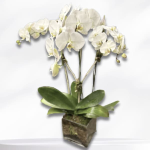 White orchid arrangement in a square glass vase
