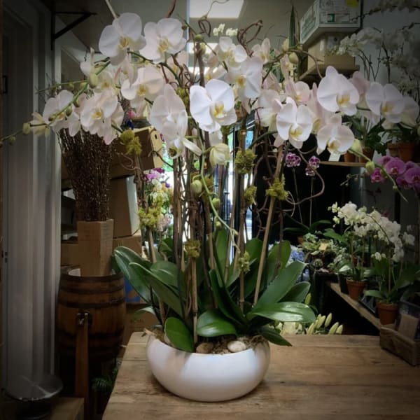 White orchid arrangement in a round white bowl planter