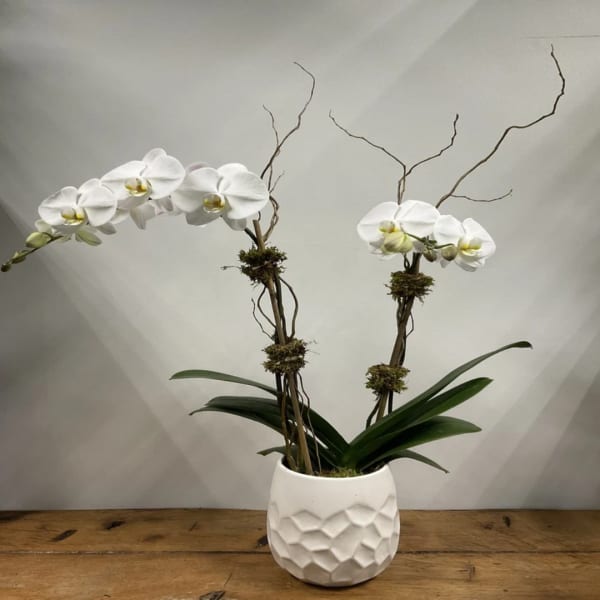 White orchid arrangement in a textured white pot with bare branches