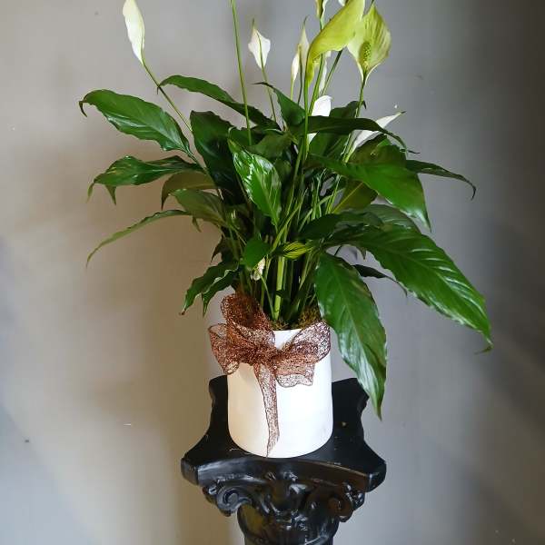 White peace lilies in a white pot with a brown ribbon bow