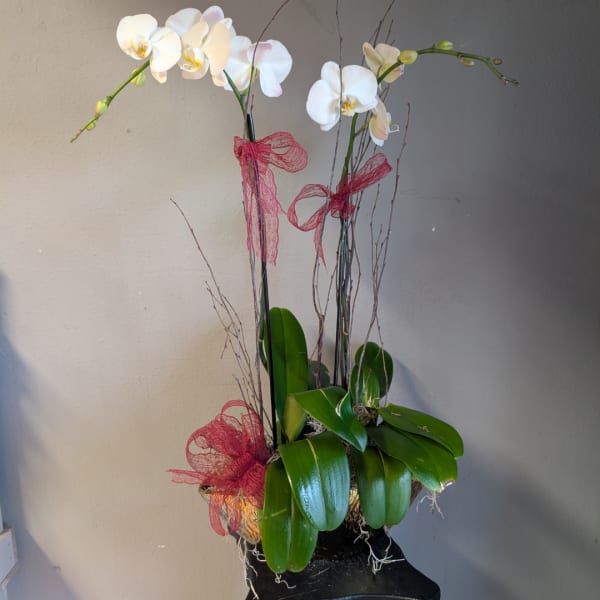 White orchid plant with pink ribbon accents in a black pot