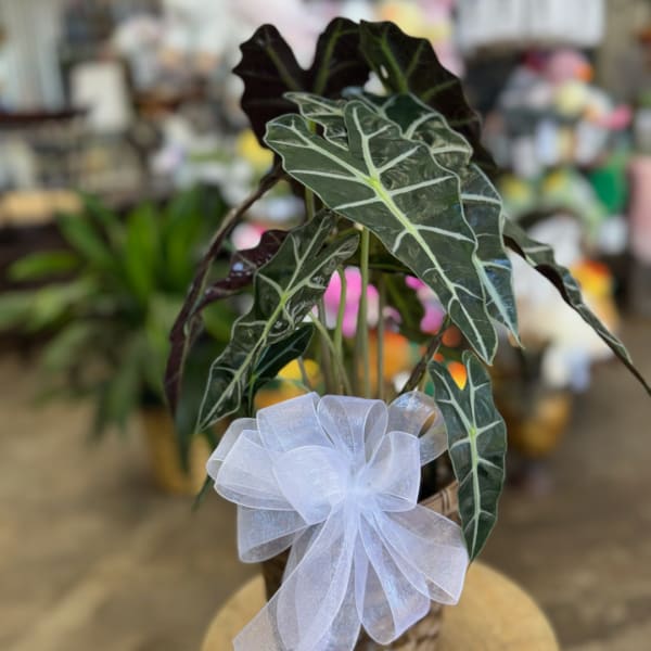 Potted plant with dark green arrow-shaped leaves and a white bow