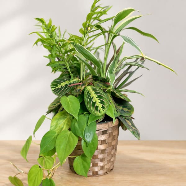 Mixed green houseplants in a woven basket planter