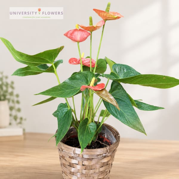 Potted anthurium plant with pink and coral blooms in a woven basket