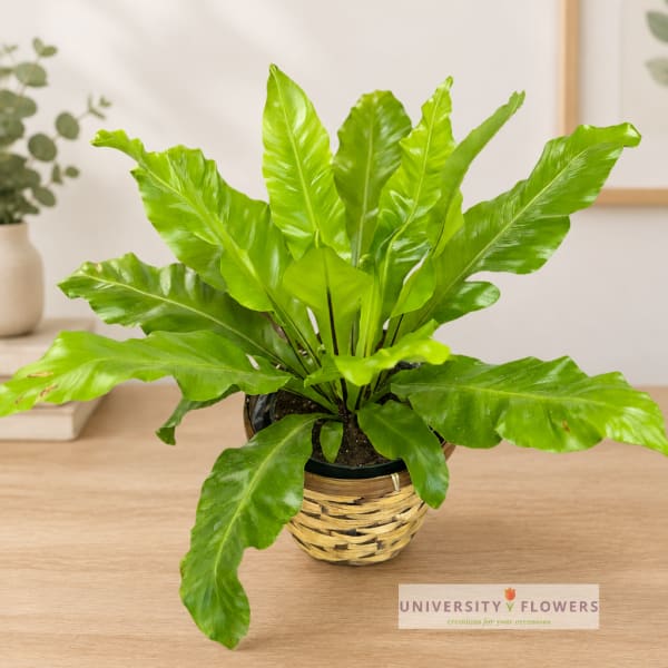 Potted green fern-like plant in a woven basket planter