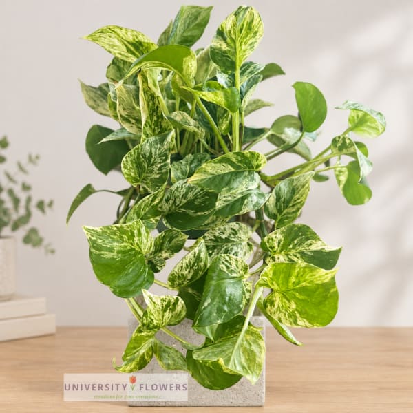 Variegated pothos plant in a square concrete pot