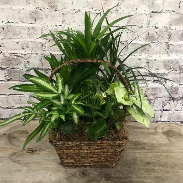 Basket of assorted green houseplants