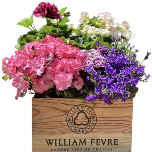 Mixed pink and purple flowering plants arranged in a wooden wine crate box