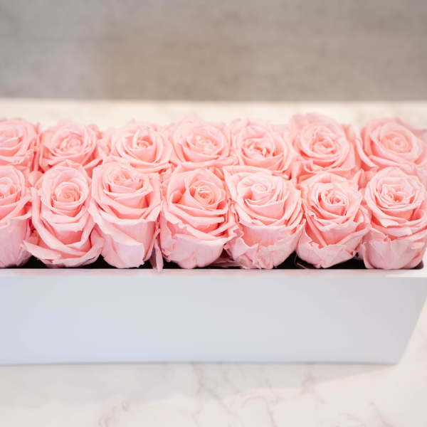 Pink Roses in White Rectangle