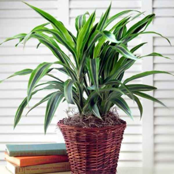 Potted green houseplant in a woven basket planter