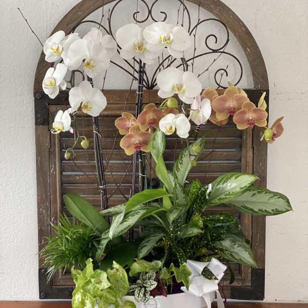 Orchid arrangement in a white bowl with a ribbon bow