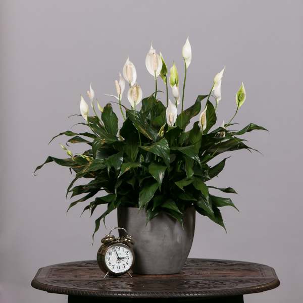 White peace lilies in a gray pot with a small alarm clock