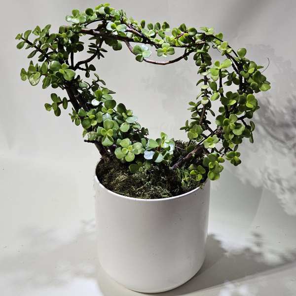 Heart-shaped green potted plant trained on a topiary frame in a simple white cylindrical container.