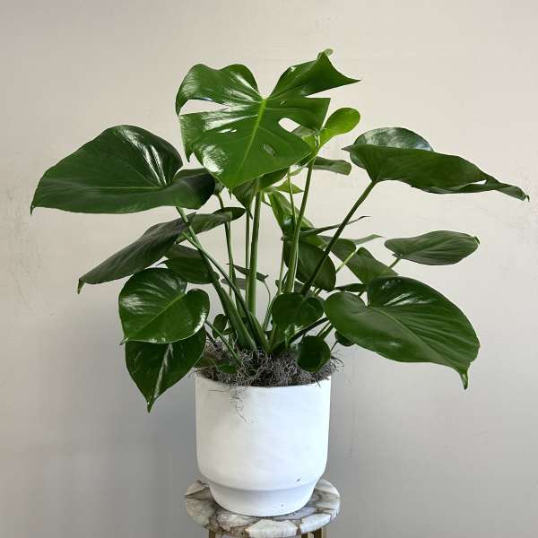 Potted Monstera Plant