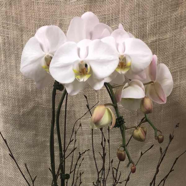 White Orchid- Phalaenopsis 2 spikes