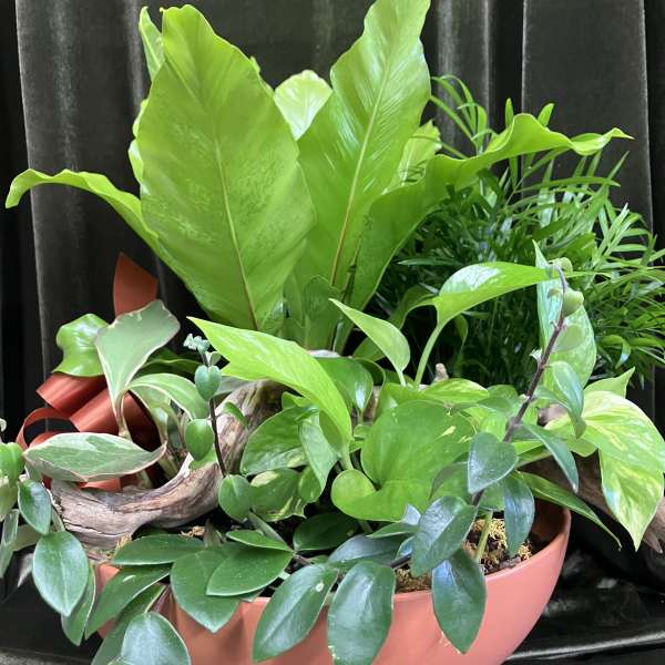 Mixed green houseplants arranged in a pink bowl planter