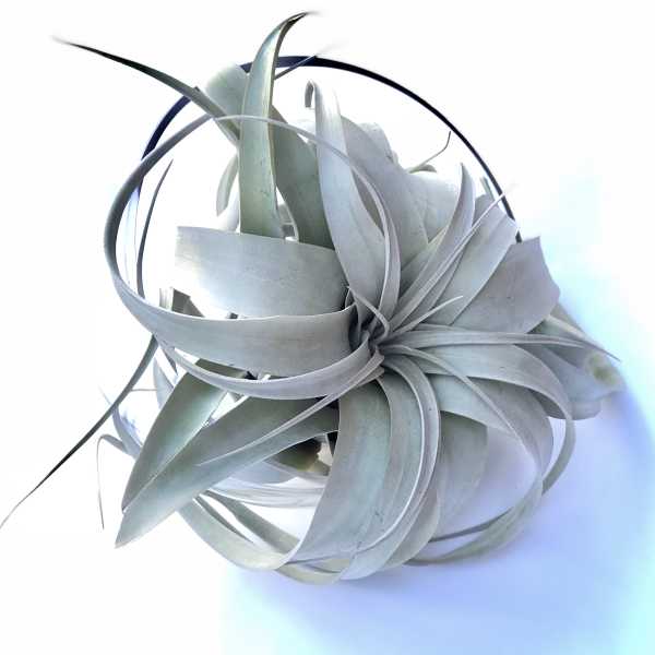 Air plant with silvery curled leaves on a white background