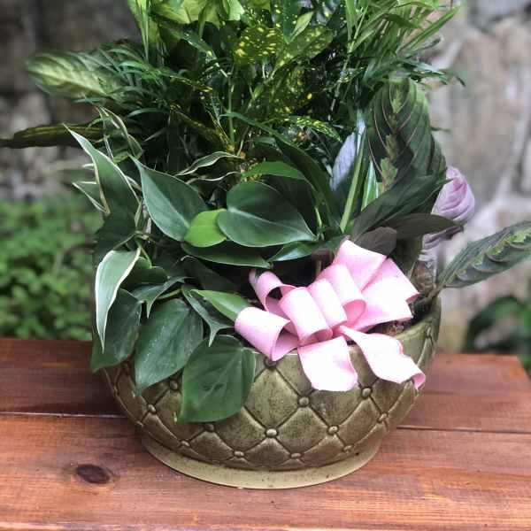 Potted green houseplant arrangement with a pink ribbon bow