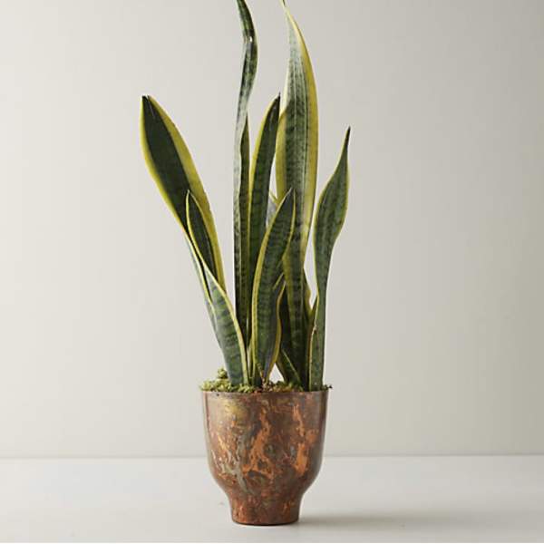 Potted snake plant in a copper-toned container