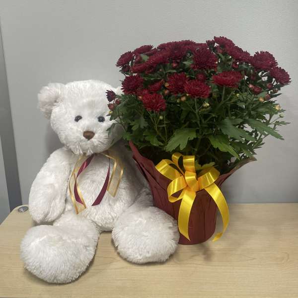 Burgundy Chrysanthemum & Bear