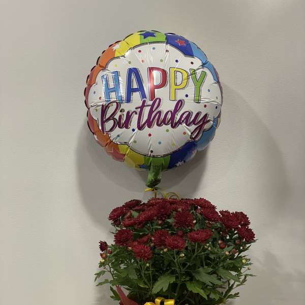 Burgundy Mum Birthday Trio