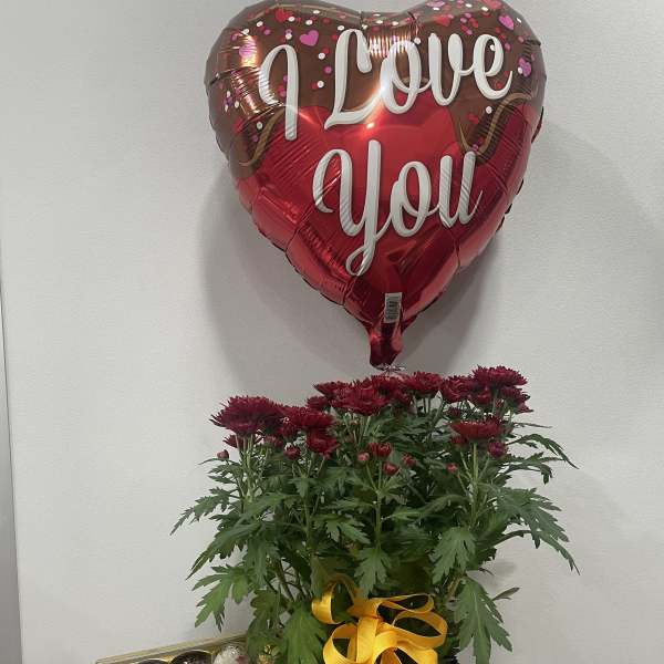 Burgundy Love Mum Plant Trio
