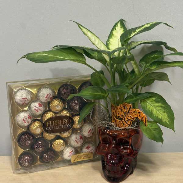 Glass Skull Planter & Chocolates