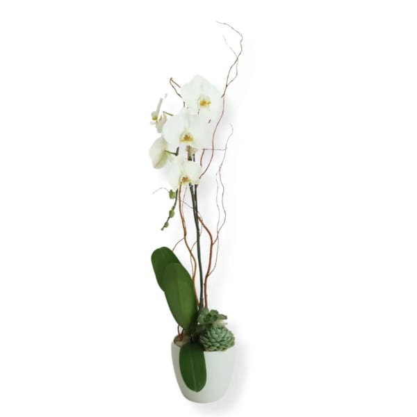 White orchid arrangement in a white pot with succulents and curly branches