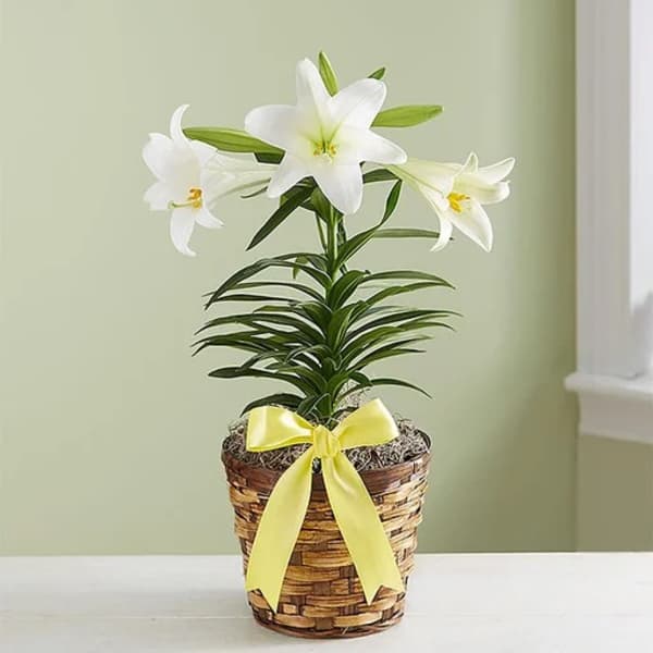 White lilies in a woven basket with a yellow ribbon