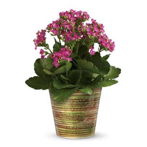 Potted plant with pink flowers in a striped container