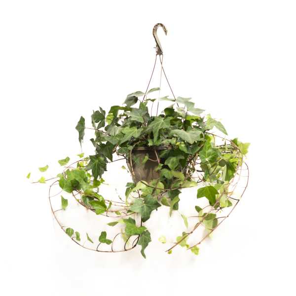 Hanging potted ivy plant in a metal hanger