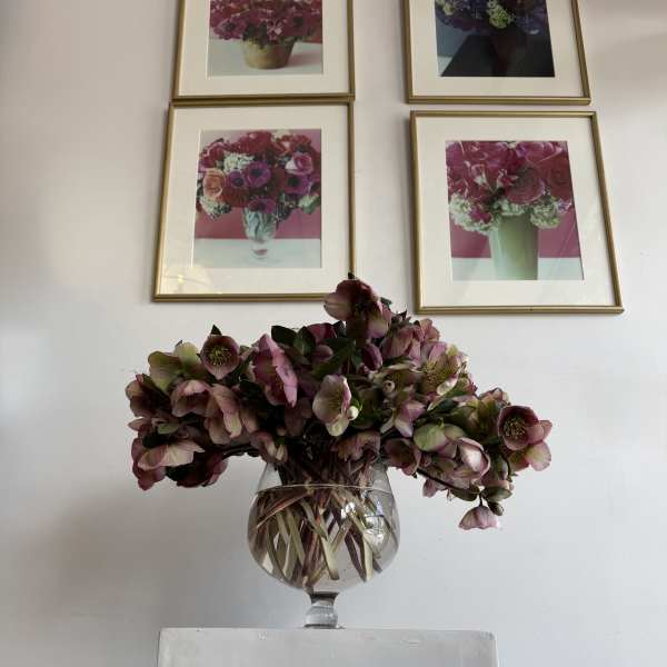 ''Helleborus'' lente roses