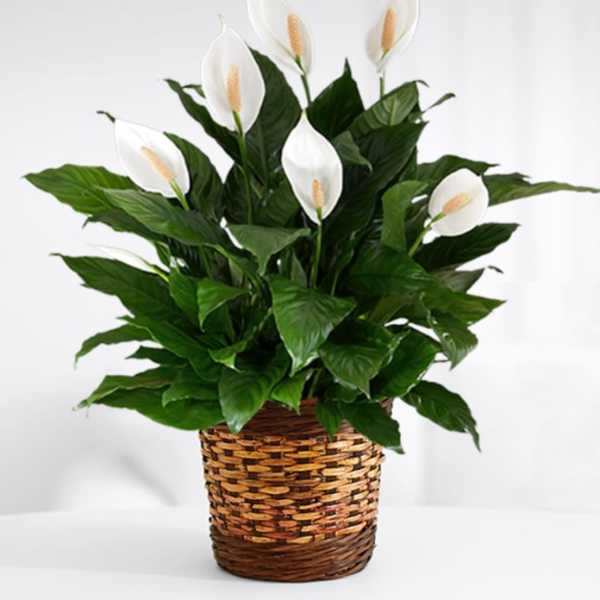 White peace lilies in a woven basket planter