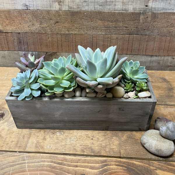Succulent arrangement in a rectangular wooden planter with decorative stones