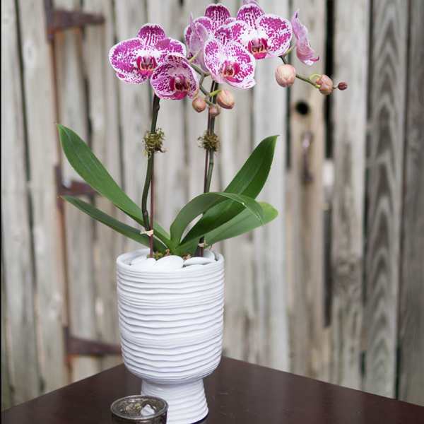 Pink orchid plant in a white textured pot on a table