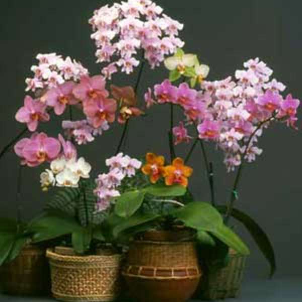 Special sale: Miniature orchid buds and blooms