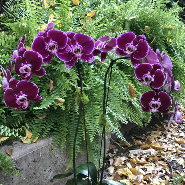 Potted purple orchids with broad green leaves in a white planter