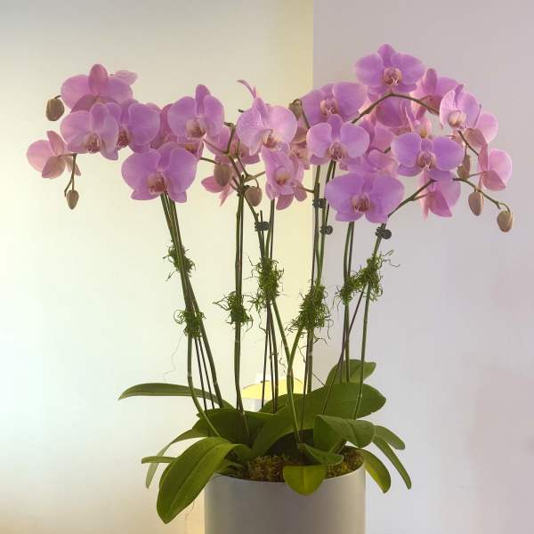 Pink orchid plant in a white pot on a table