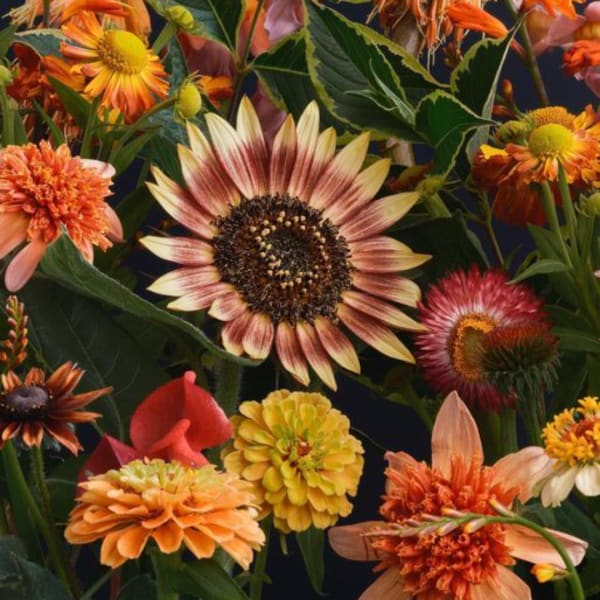 Mixed orange and yellow flowers with a large sunflower in the center