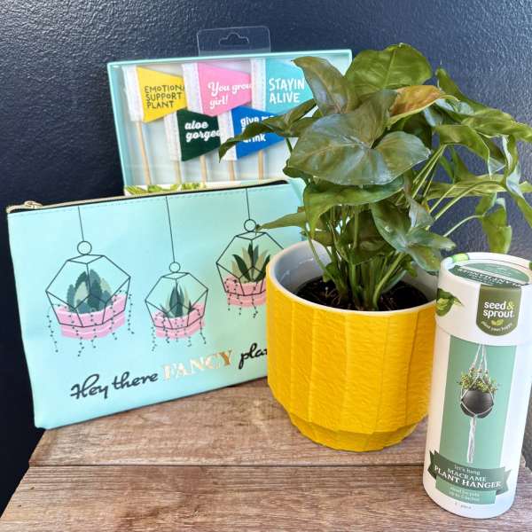 Potted green plant in a yellow pot with a plant hanger and gift bag