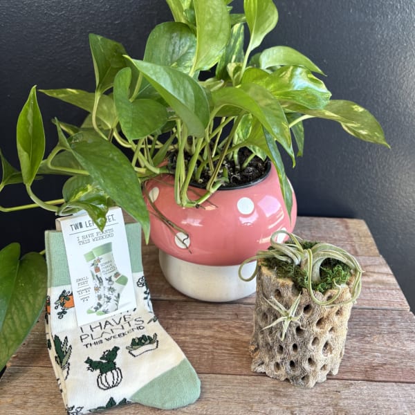 Potted pothos plant with a small air plant and patterned socks