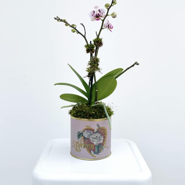 Sweetheart Orchid